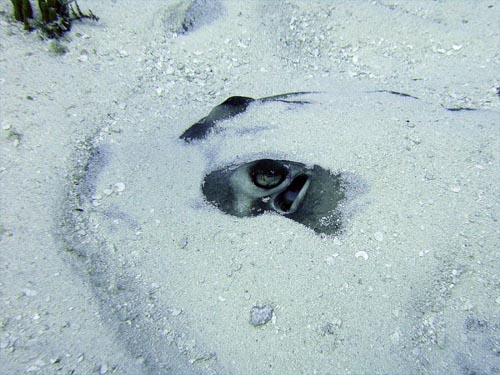 Cozumel Rays and Skates