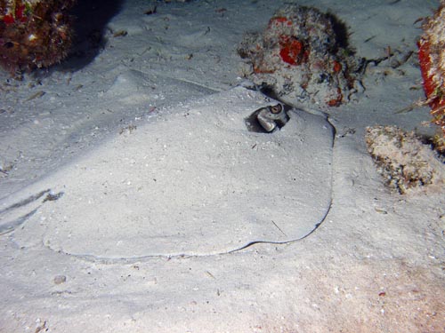 Cozumel Rays and Skates