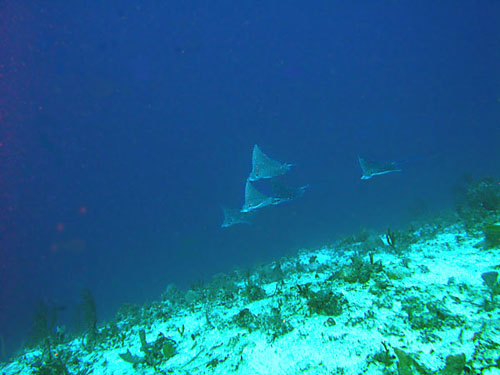 Cozumel Rays and Skates