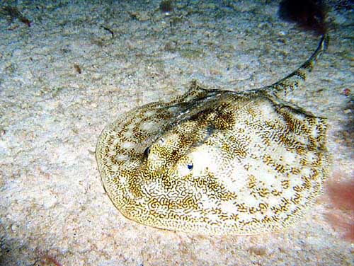 Cozumel Rays and Skates