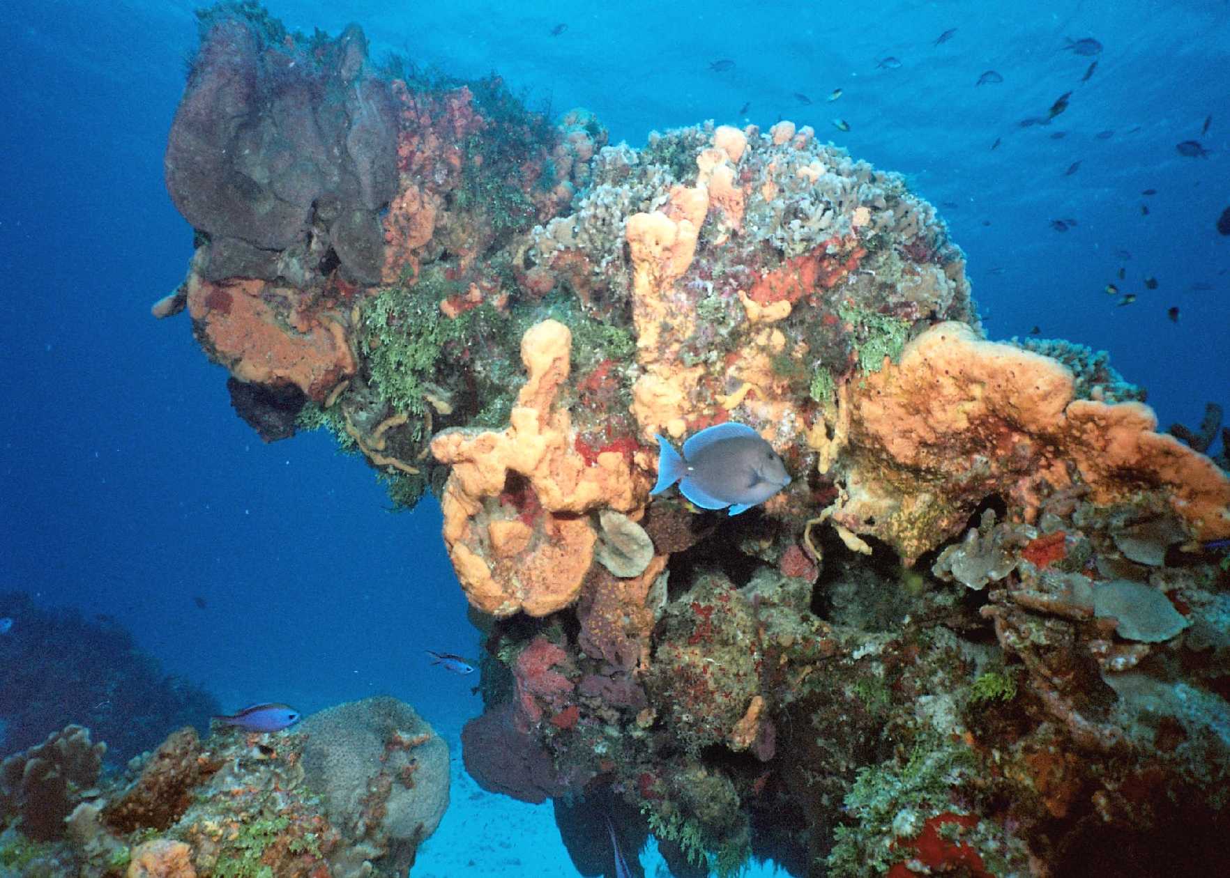 Cozumel Reef and Blue Tang