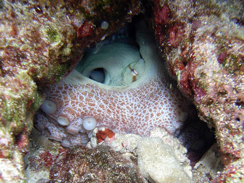 Cozumel Reef Creatures