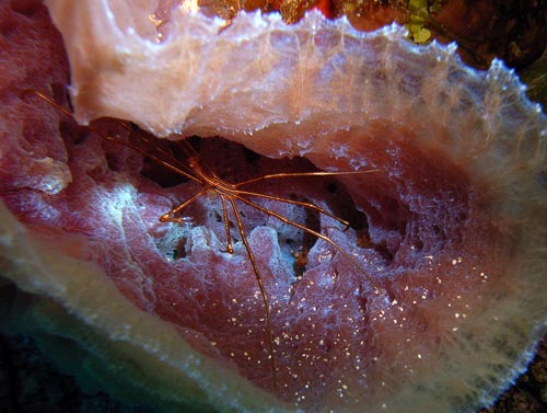 Cozumel Reef Creatures