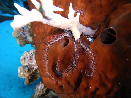 Cozumel Reef Creatures