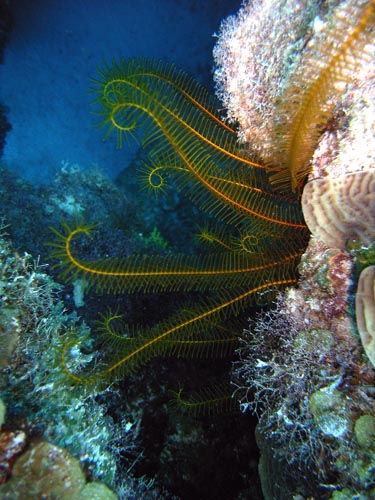 Cozumel Reef Creatures