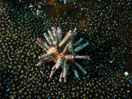 Cozumel Reef Creatures