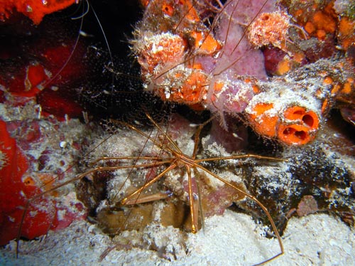 Cozumel Reef Creatures