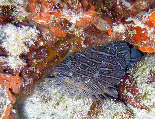 Cozumel Reef Fish