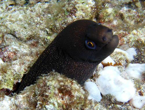 Cozumel Reef Fish