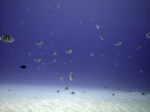 Cozumel Reef Fish