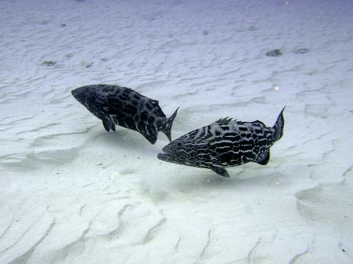 Cozumel Reef Fish