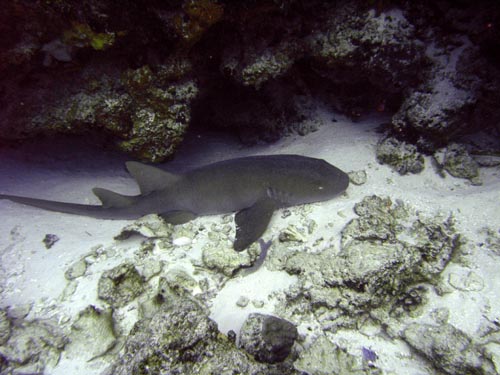 Cozumel Reef Fish