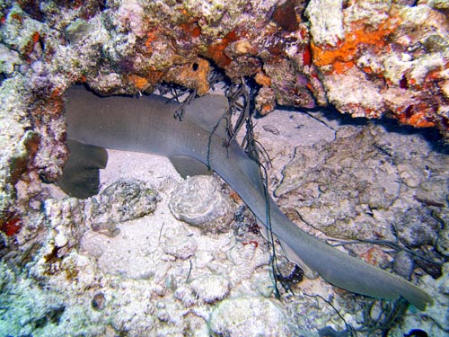 Cozumel Reef Fish