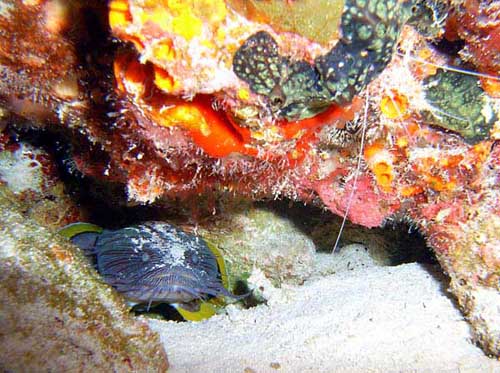 Cozumel Reef Fish