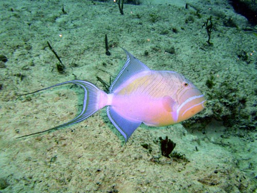 Cozumel Reef Fish