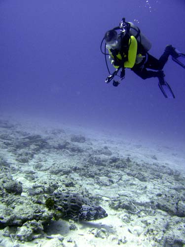 Cozumel Reef Fish