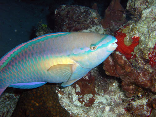 Cozumel Reef Fish