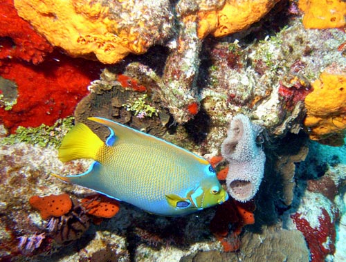 Cozumel Reef Fish