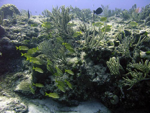 Cozumel Reef Fish