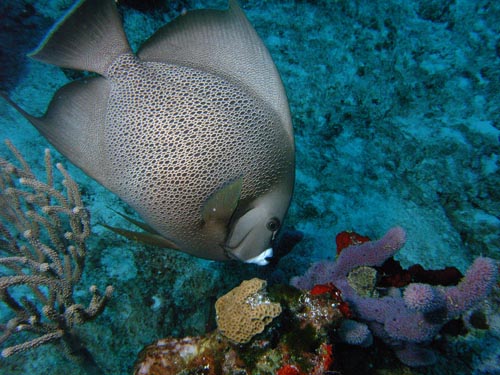 Cozumel Reef Fish