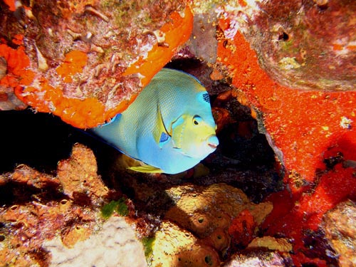 Cozumel Reef Fish