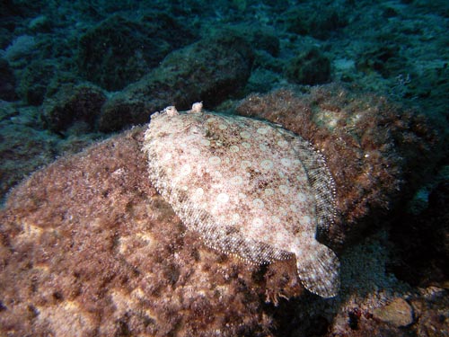 Cozumel Reef Fish