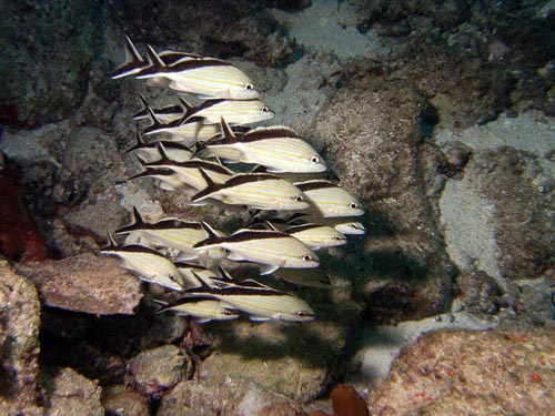 Cozumel Reef Fish