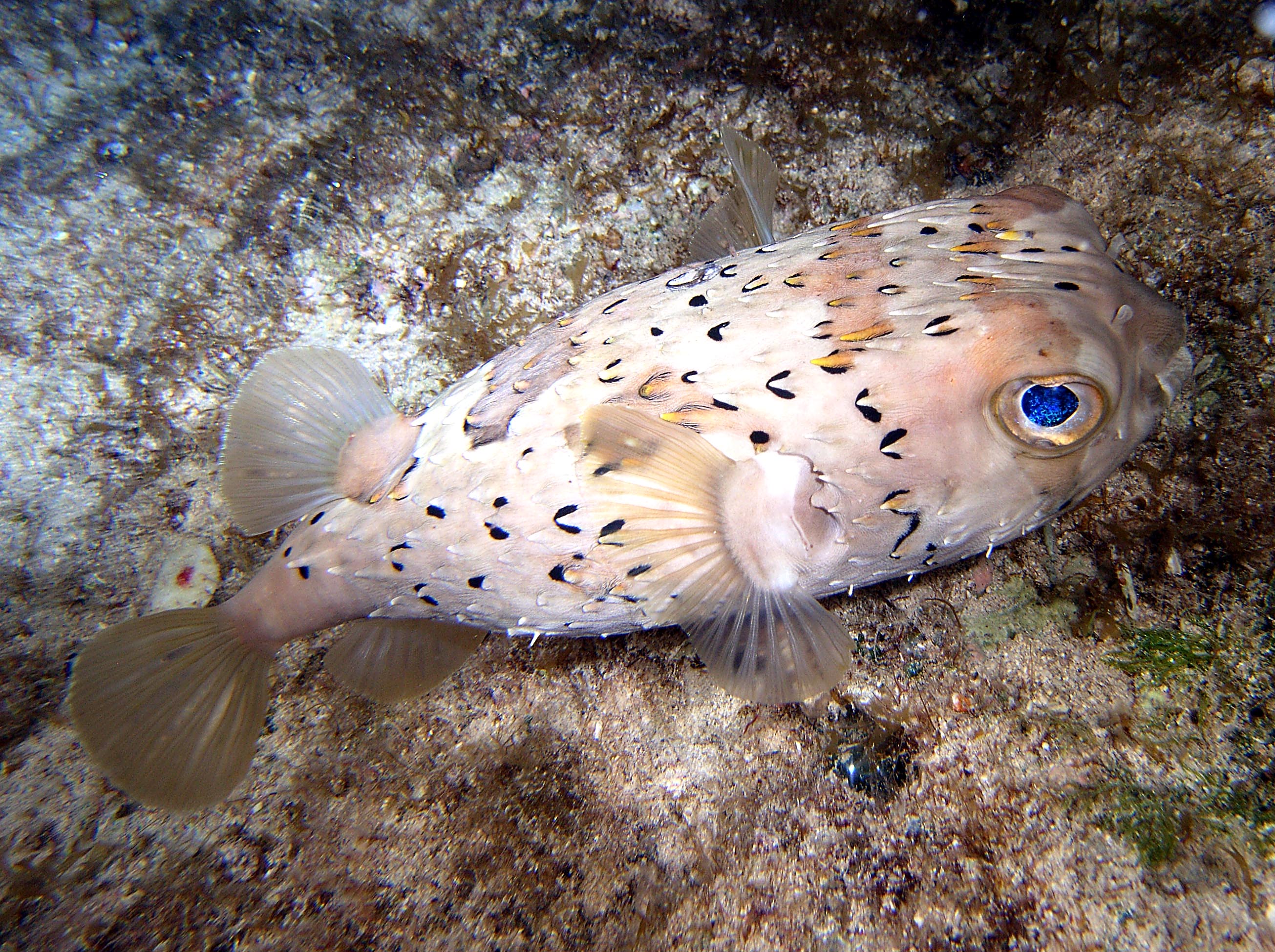 Cozumel Reef Fish