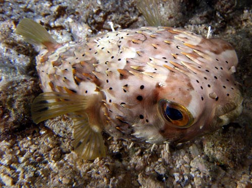 Cozumel Reef Fish