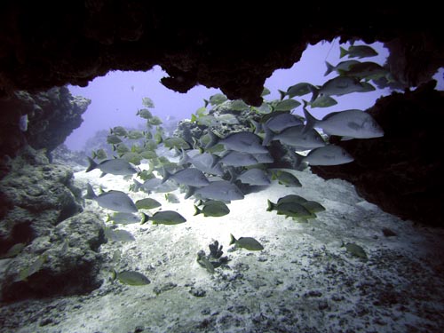 Cozumel Reef Fish