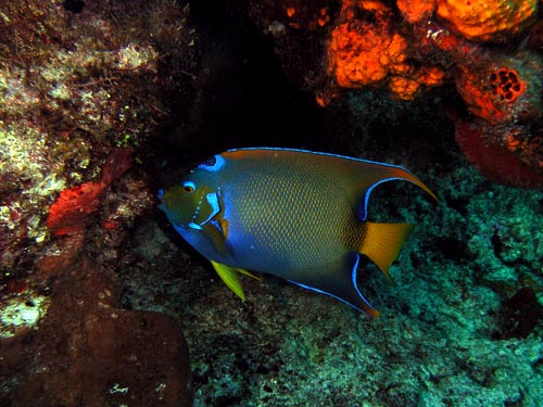 Cozumel Reef Fish