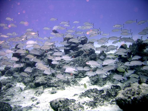 Cozumel Reef Fish