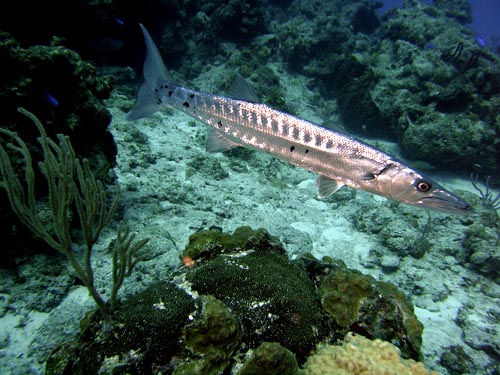 Cozumel Reef Fish