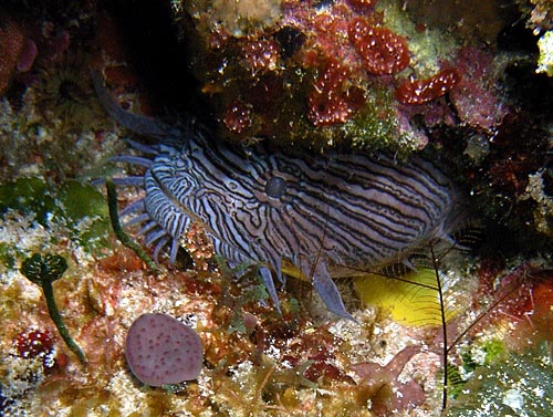 Cozumel Reef Fish