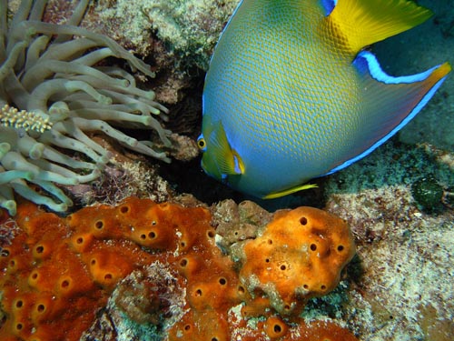 Cozumel Reef Fish