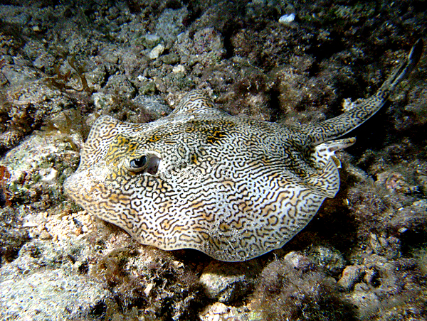 Cozumel reef fish