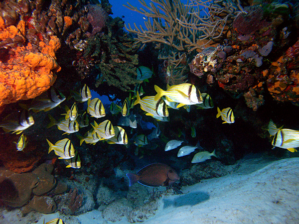 Cozumel reef fish