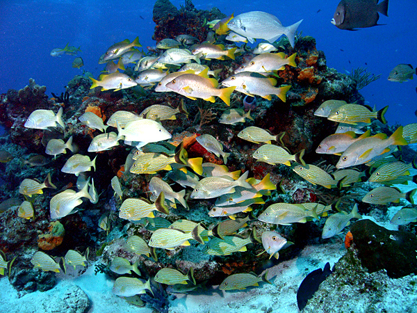 Cozumel reef fish