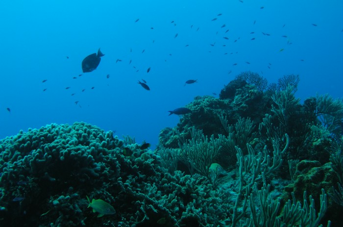 Cozumel Reef