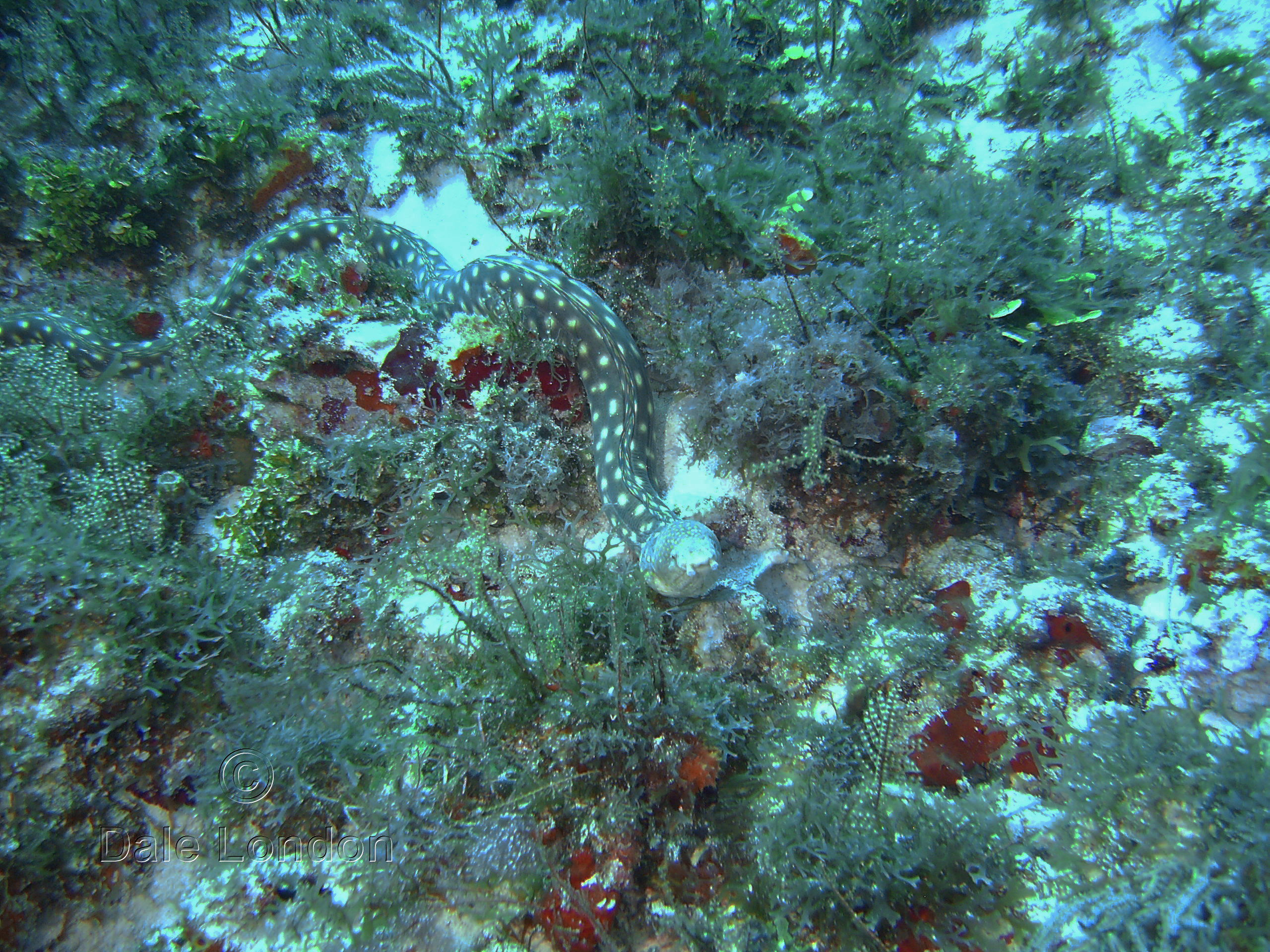 Cozumel Sharptail Eel