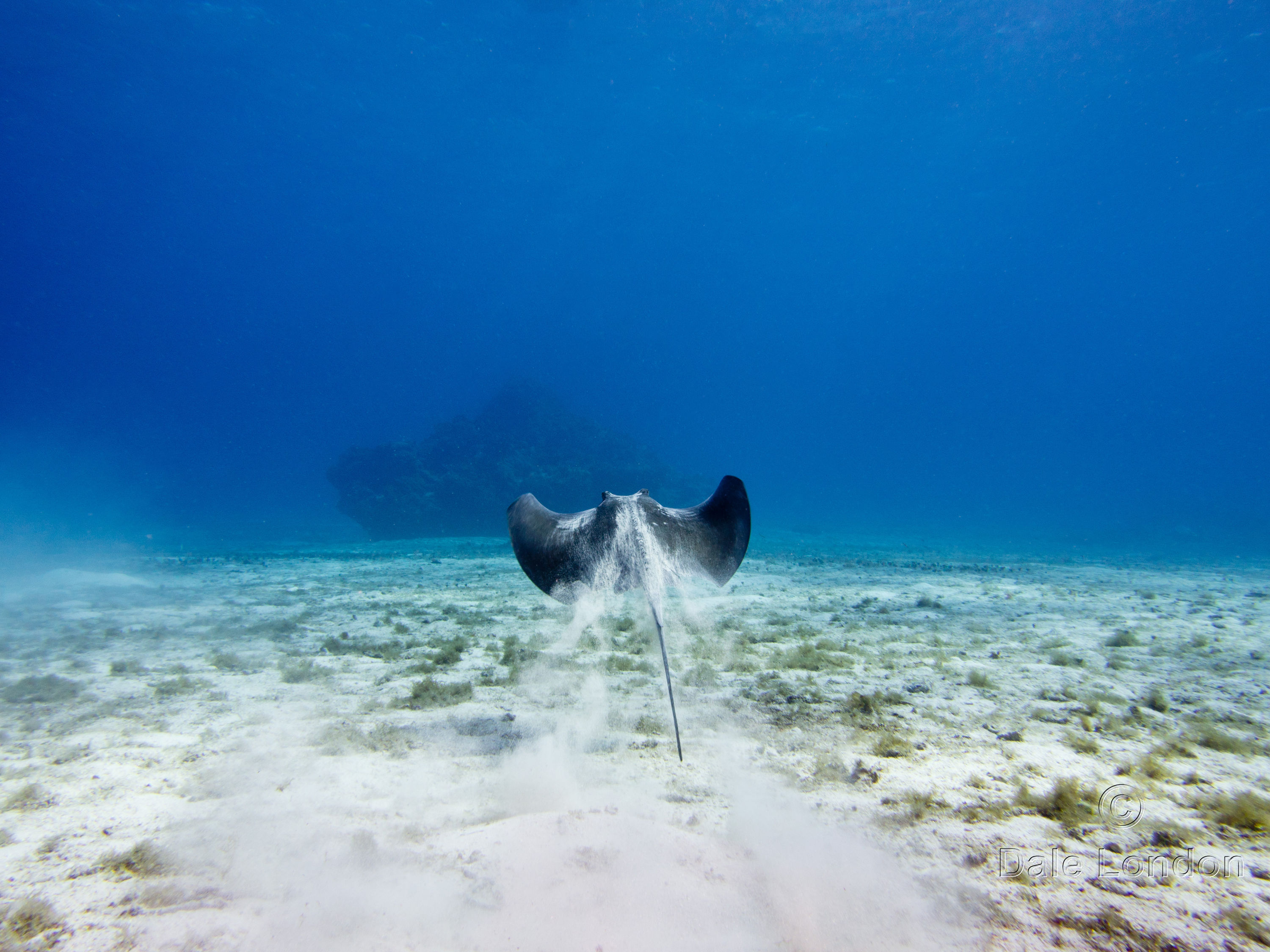 Cozumel Southern Stingray