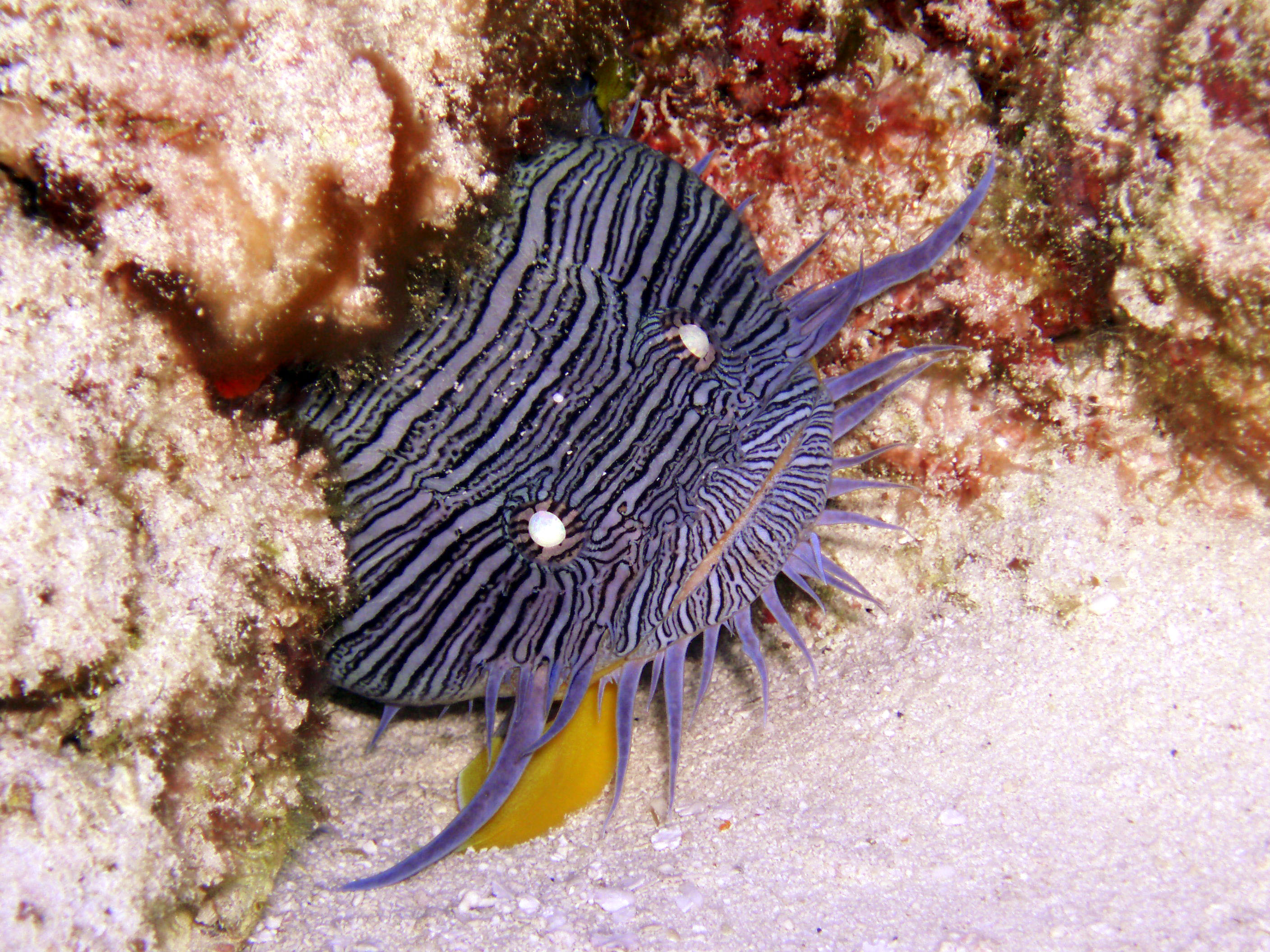 Cozumel splendid toadfish 2