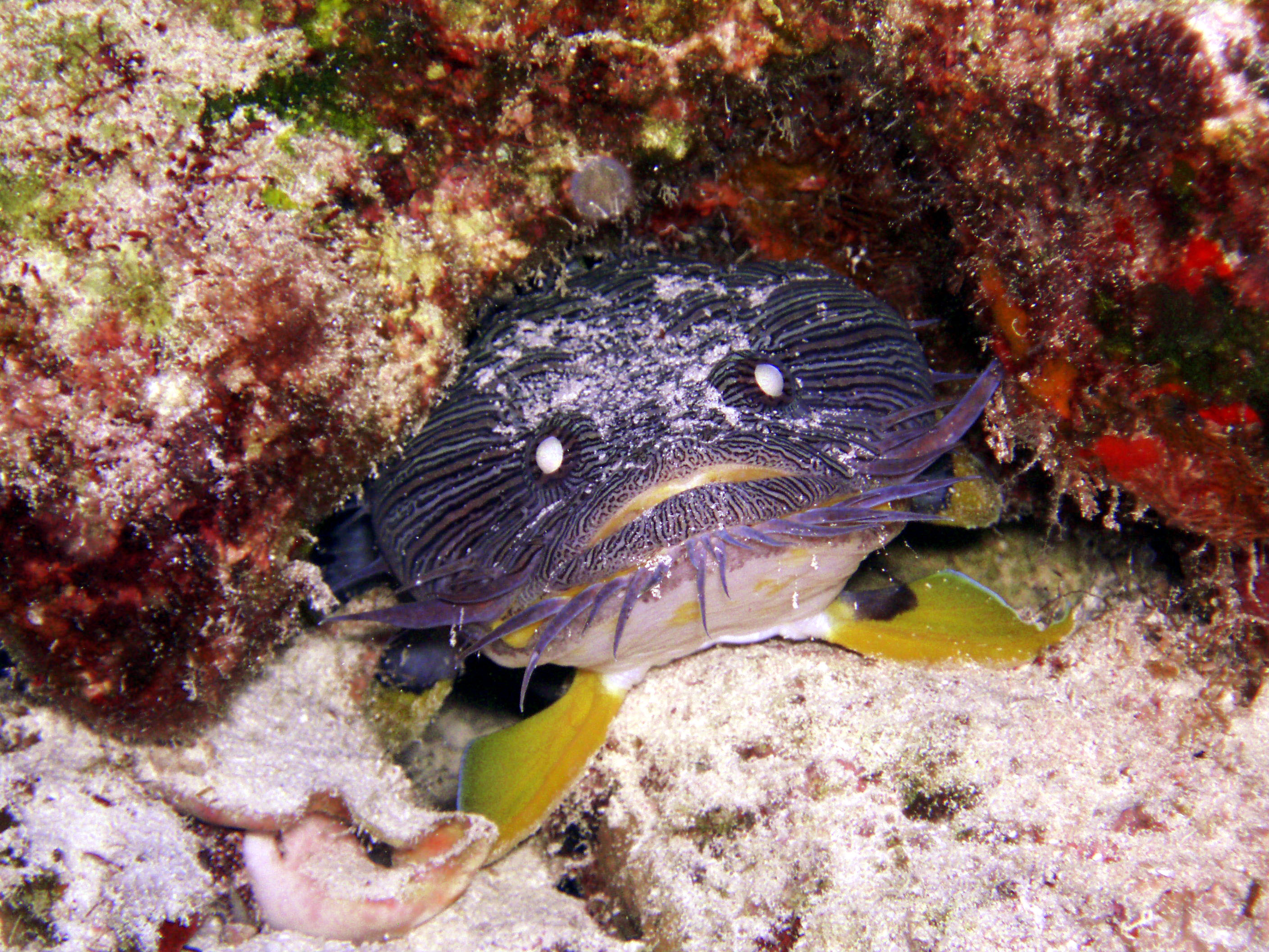 Cozumel splendid toadfish - Cozumel