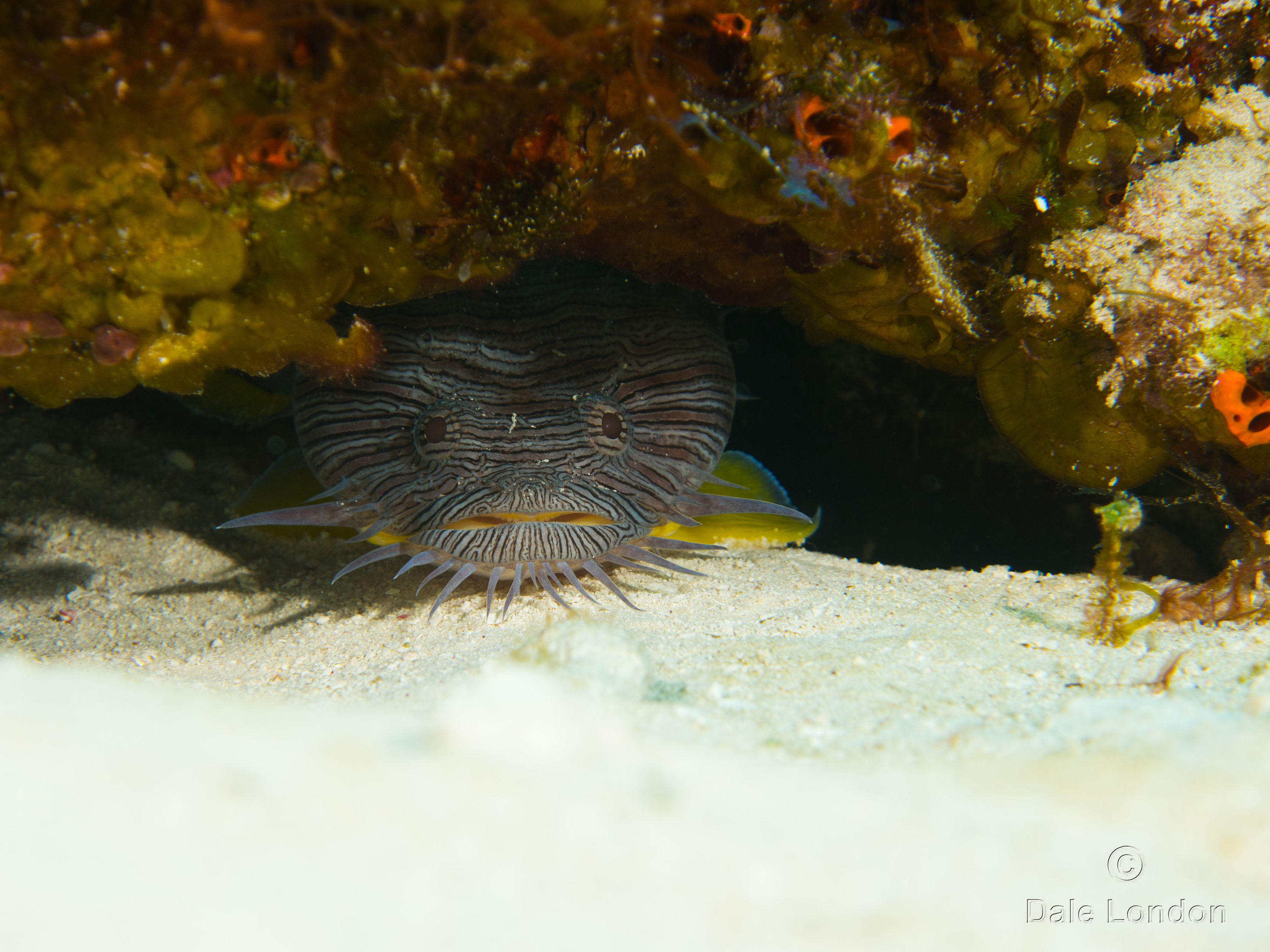 Cozumel Splendid Toadfish