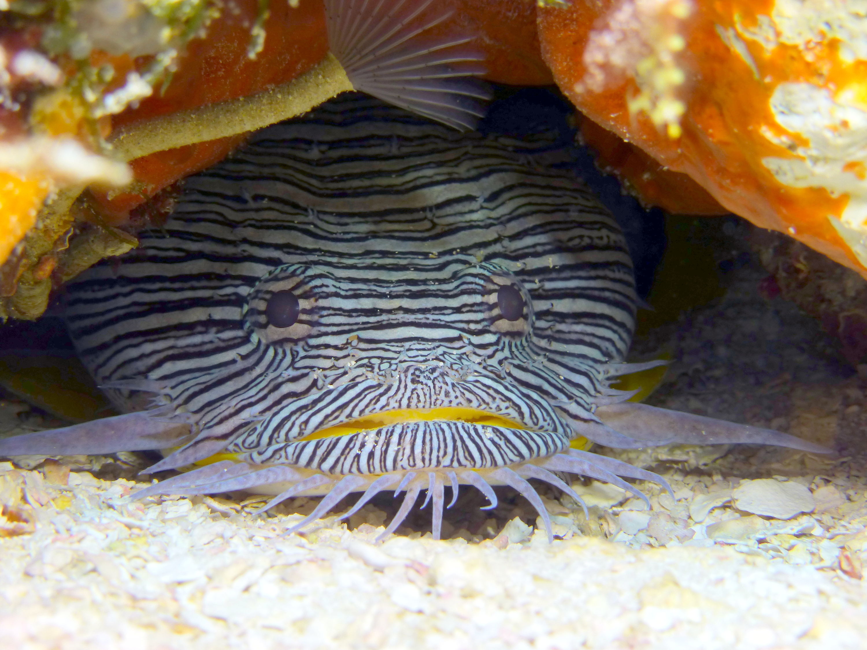 Cozumel Splendid Toadfish