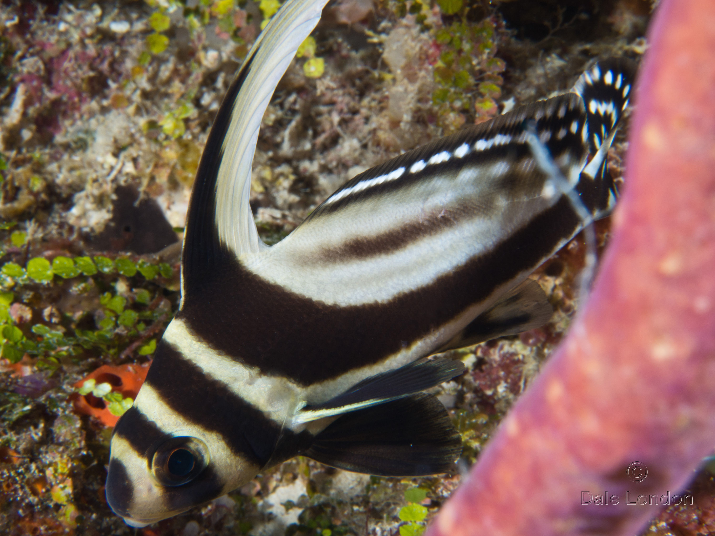 Cozumel Spotted Drum