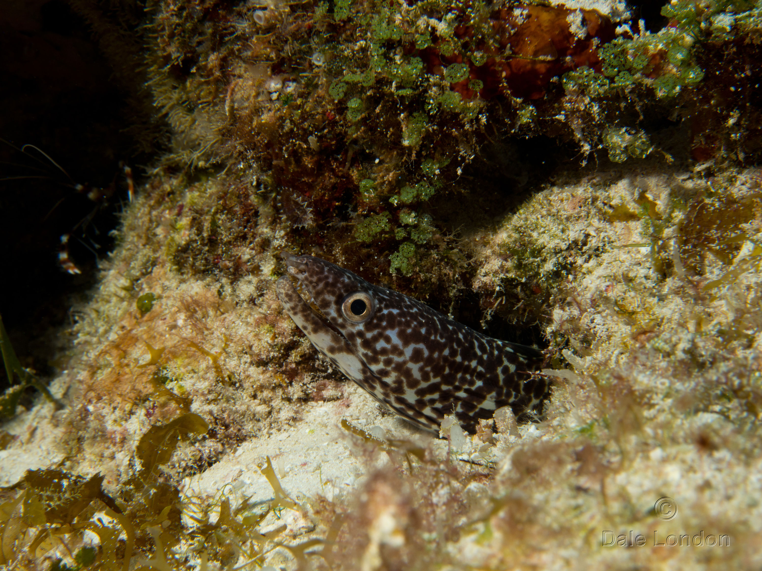 Cozumel Spotted moray eel