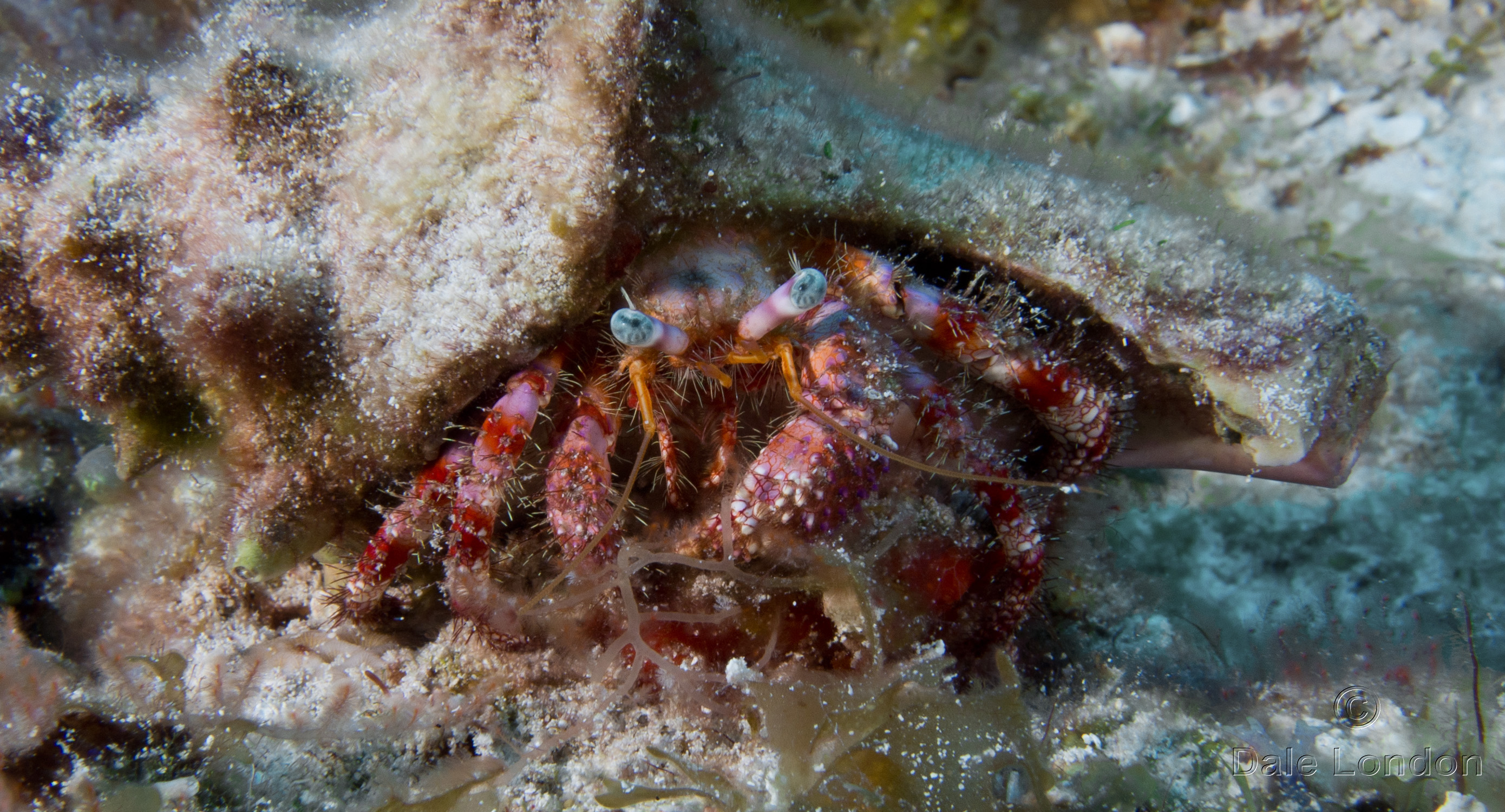 Cozumel Stareye Hermit Crab