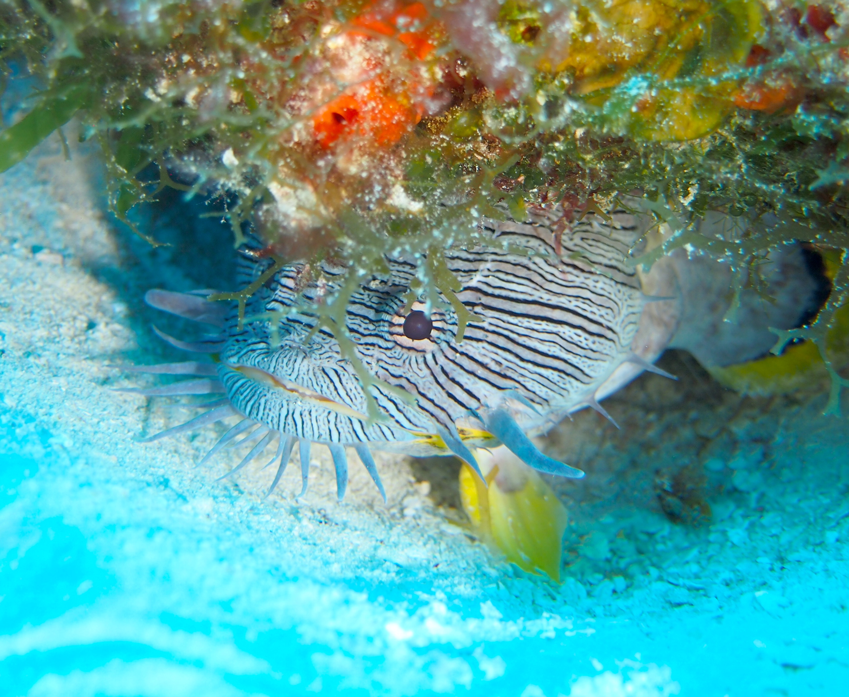 Cozumel Toadfish