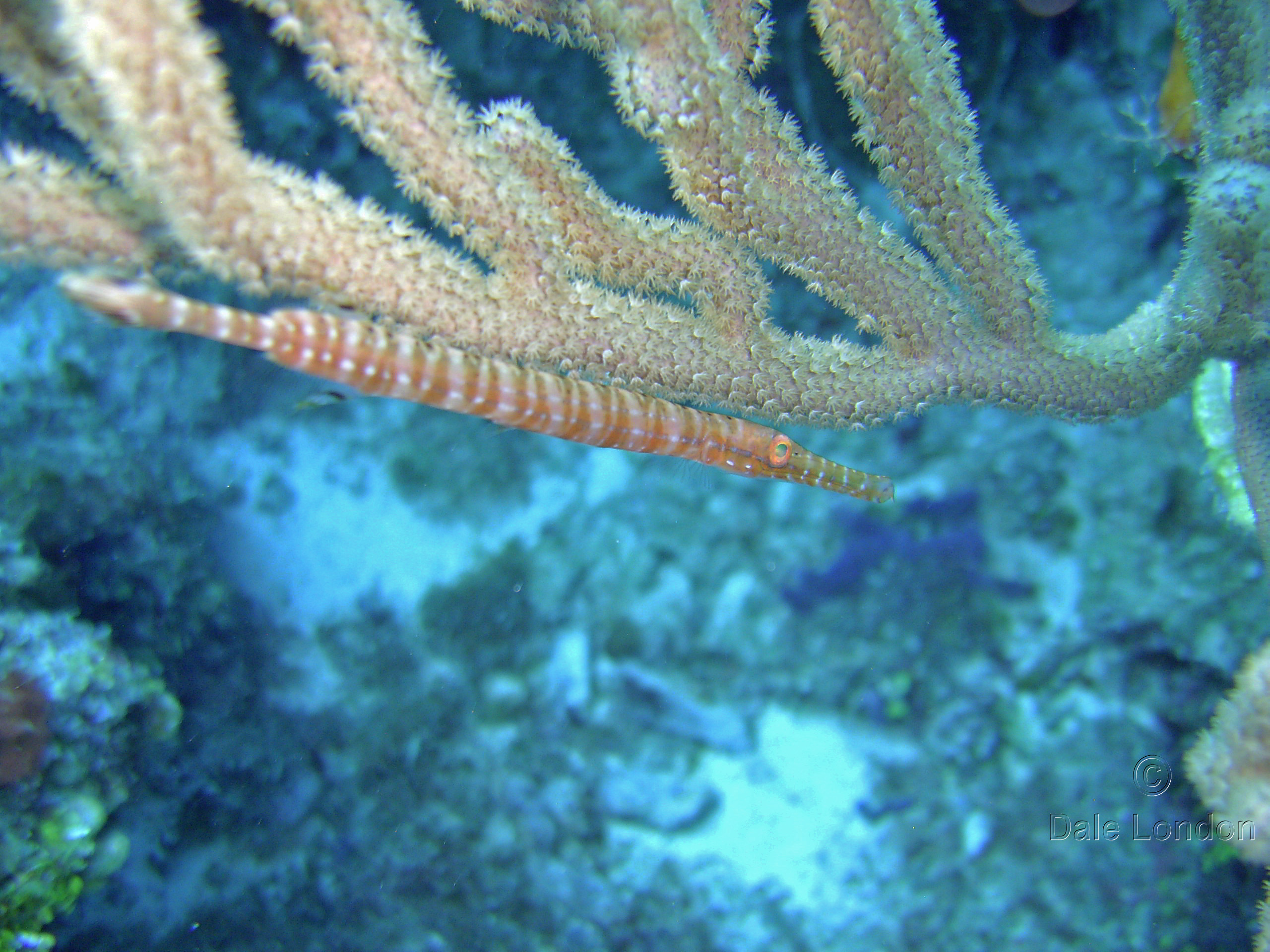 Cozumel Trumpetfish